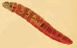 File:Mompha subbistrigella larva.JPG