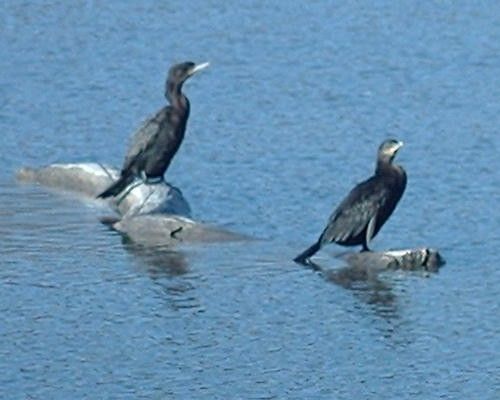 File:Neotropic Cormorants1.jpg