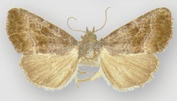 File:Ogdoconta fergusoni female.jpg