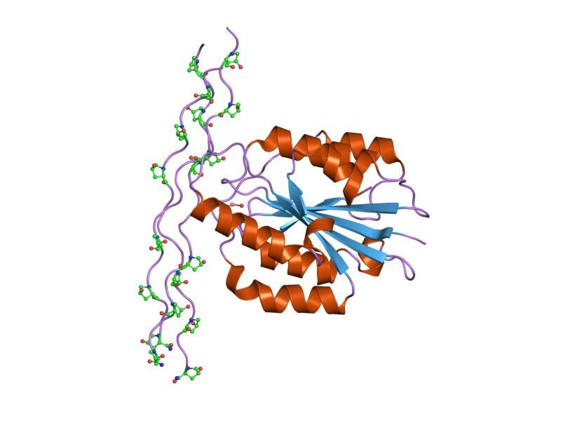 File:PDB 1dzi EBI.jpg