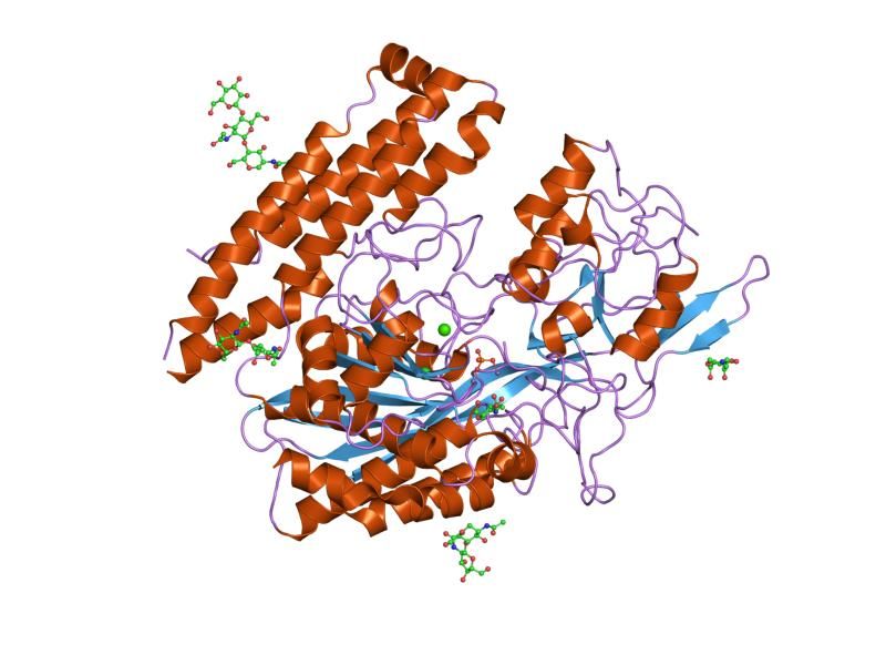 File:PDB 2c6p EBI.jpg