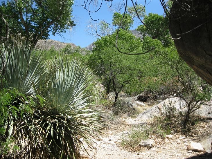 File:Pima Canyon Trail 4th Crossing.JPG