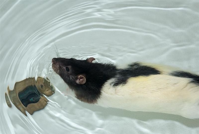 File:Rat swimming.jpg