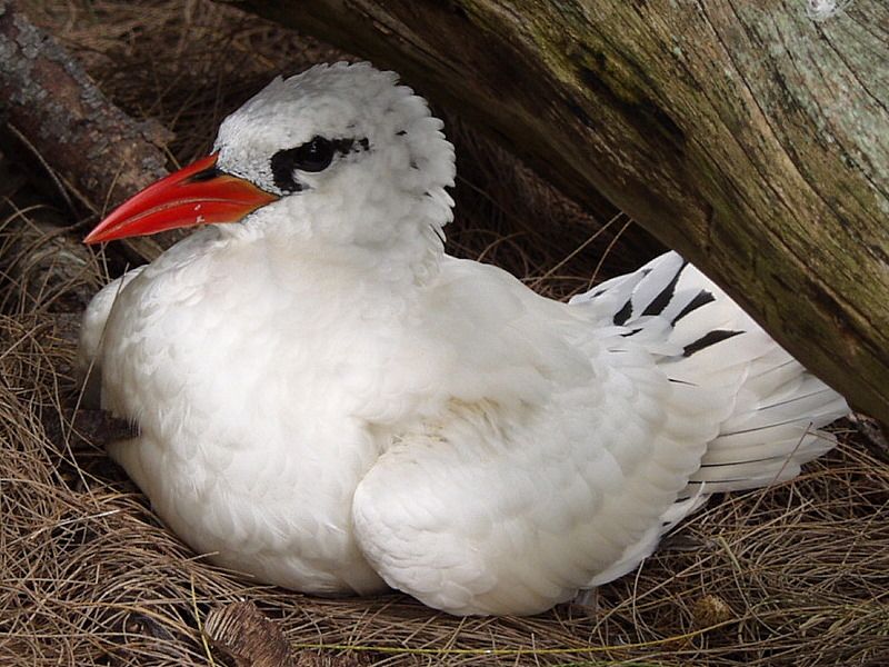 File:Red Tailed Tropic Bird.jpg