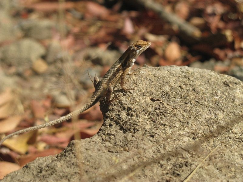 File:Sceloporus siniferus.jpeg