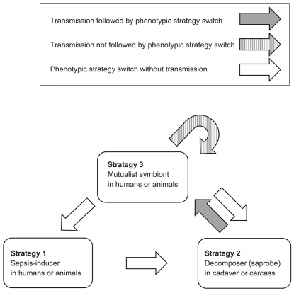 File:Sepsis fig.png