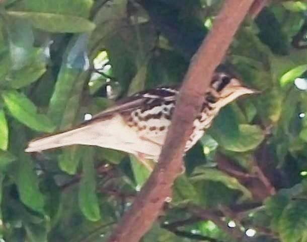 File:Spotted Ground-thrush Athlone 11 08 2010.JPG