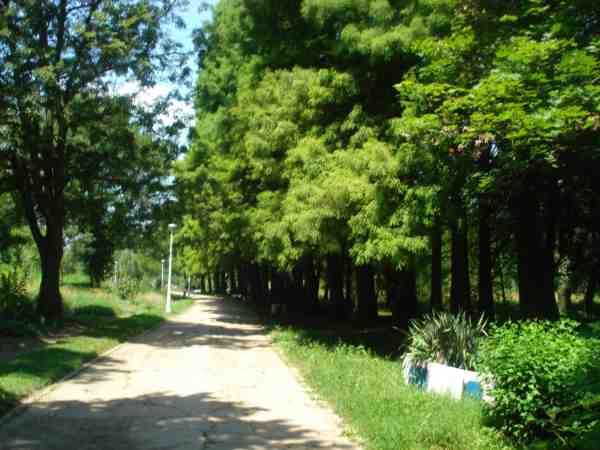 File:Taxodium distichum Craiova.jpg