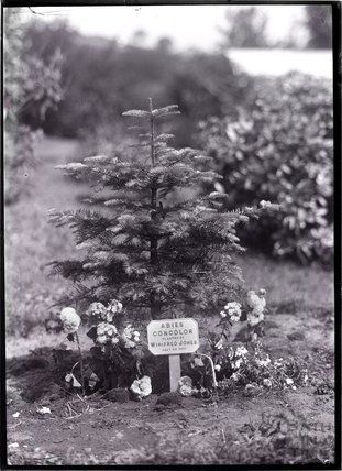 File:Tree planted by Winifred Jones.jpg