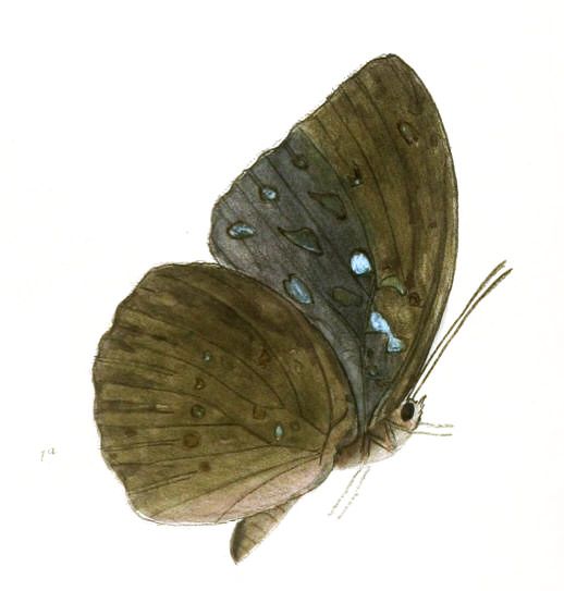 File:AdoliasCyanipardus215 1a.jpg