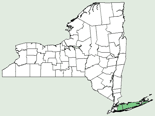 File:Agalinis acuta NY-dist-map.png