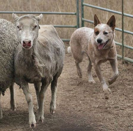 File:Australian Cattle Dog Herding.jpg