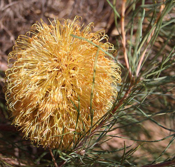 File:Banksia leptophylla2 burmard email.jpg