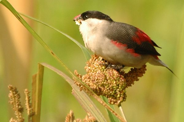 File:Blackcrownwaxbill.jpg