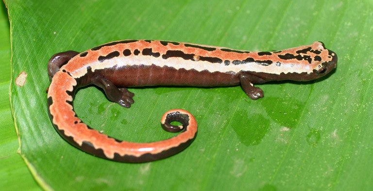 File:Bolitoglossa mexicana01.jpg