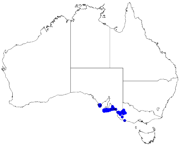 File:Boronia filifolia DistMap44.png