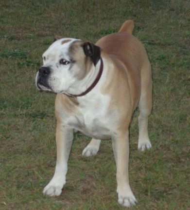 File:Buldogue Campeiro.jpg