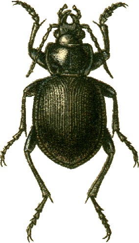 File:Calosoma panderi Jacobson.png