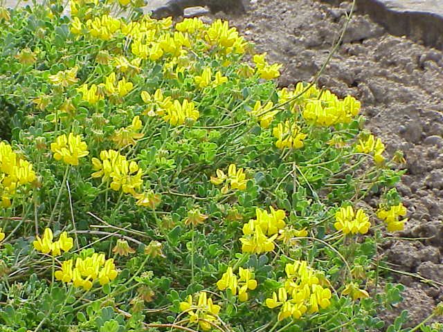 File:Coronilla minima8.jpg