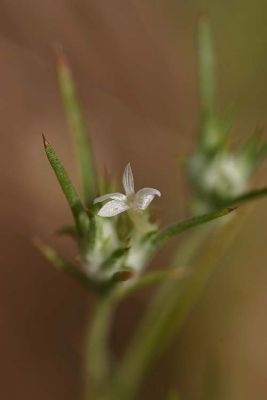 File:Eriastrum hooveri.jpg