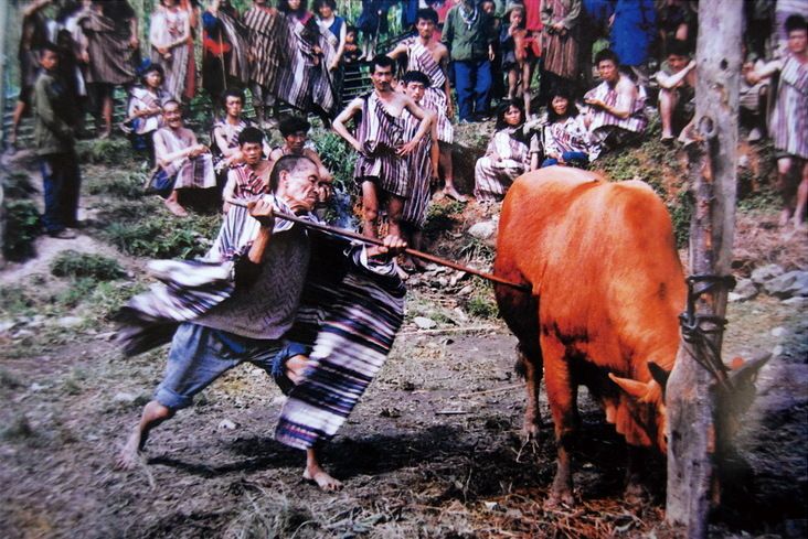 File:F.slaughter cattle to worship the god.jpg