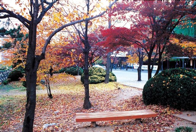 File:Fall at Ajou.jpg