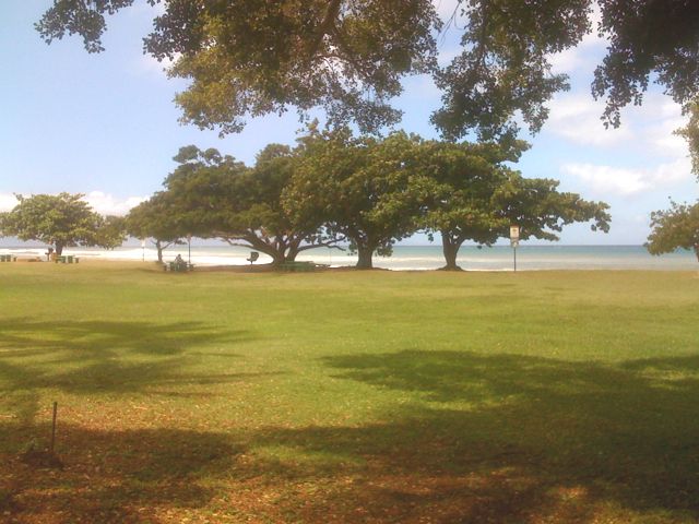 File:Honokowai Tree.jpg