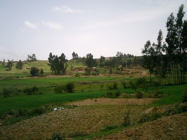 File:Leptic Cambisol in Atsbi Ethiopia.jpg