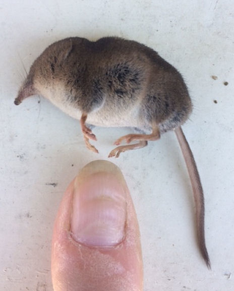 File:Long-Tailed Shrew 02.png