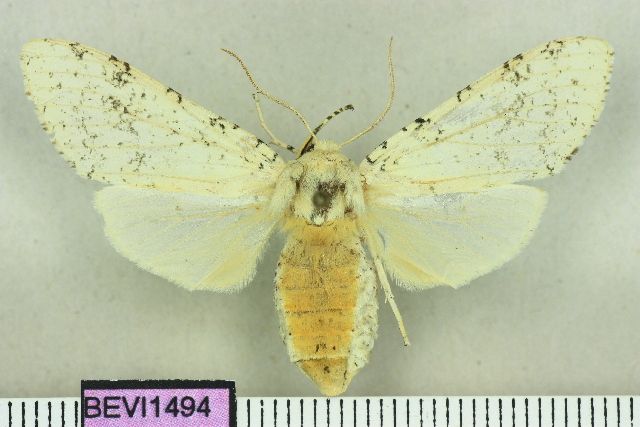 File:Lophocampa luxa.JPG