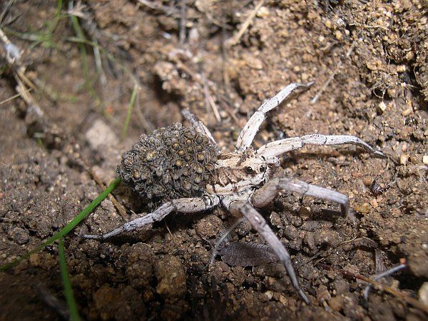 File:Lycosa Tarantula.jpg