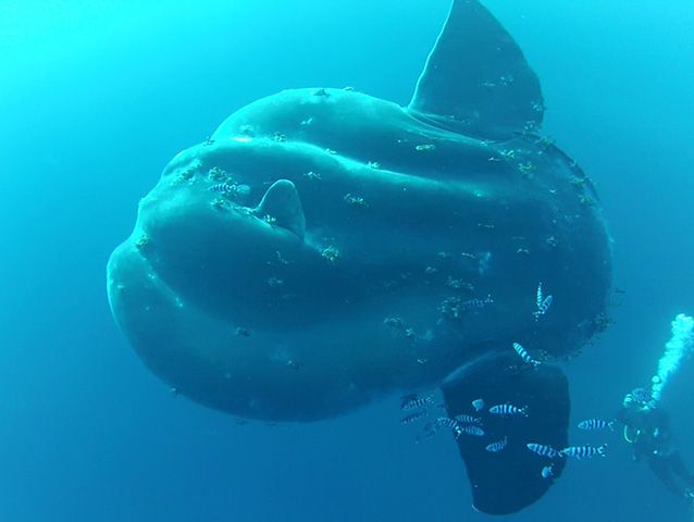 File:Mola alexandrini (Bump-head Mola).jpg