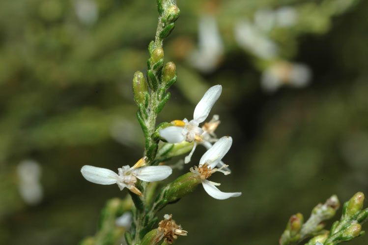 File:Olearia microdisca.jpg