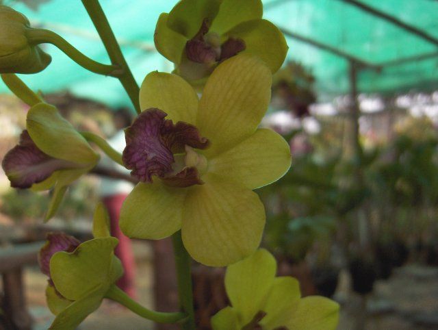 File:Orchid-08-KayEss-1.jpeg