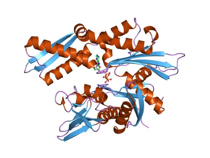 File:PDB 1ngf EBI.jpg