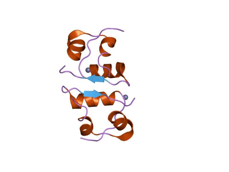 File:PDB 4ins EBI.jpg