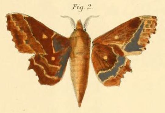 File:Pl.1-02-Gastropacha knoblauchii=Mimopacha knoblauchii (Dewitz, 1881).JPG