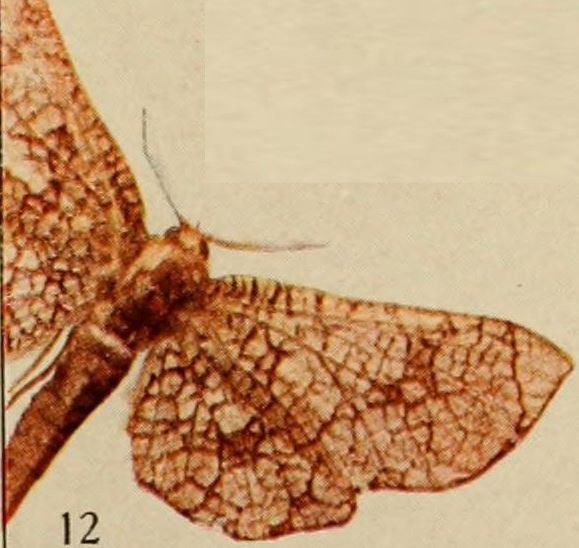 File:Pl.14-12-Proterozuxis medjensis=Chrysotypus medjensis (Holland, 1920).JPG