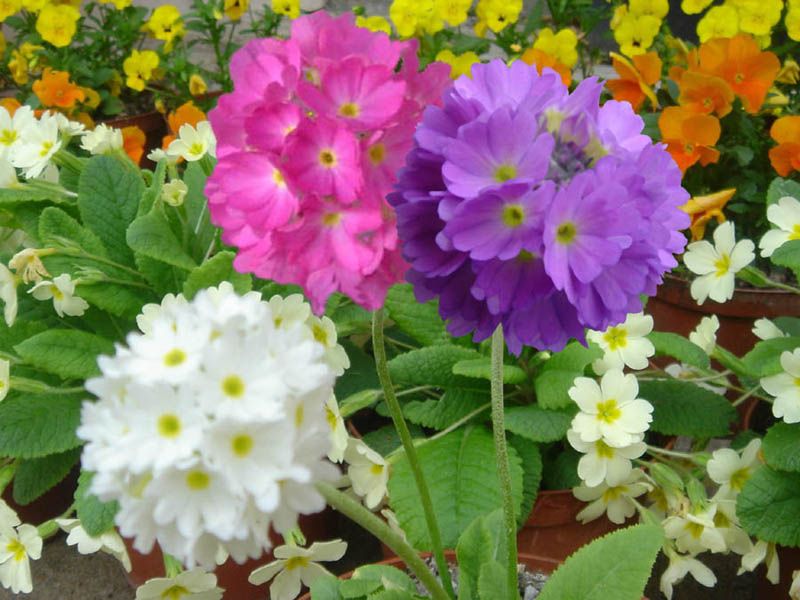 File:Primula denticulata 4.jpg