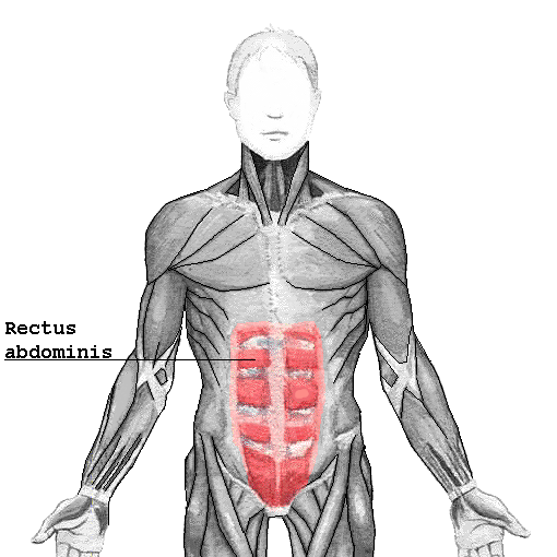 File:Rectus abdominis.png