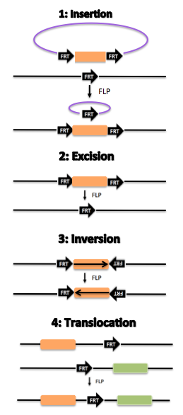 File:Simplified Flp-FRT Recombinase Mechanism.png