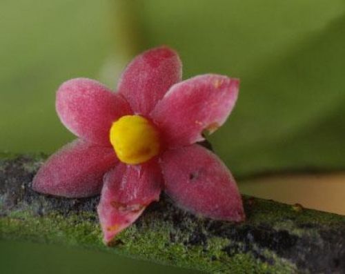 File:Sirdavidia solannona Couvreur & Sauquet (staminate flower).jpg