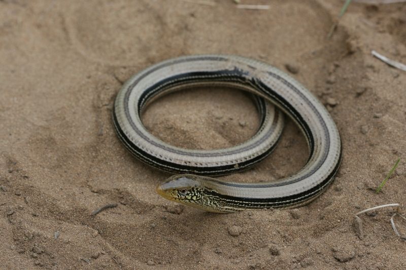 File:Slender Glass Lizard (Ophisaurus attenuatus).jpg