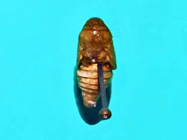 File:Tortricidae - Cydia pomonella (pupa).JPG