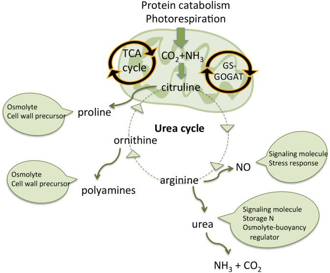 File:Urea cycle in a diatom.jpg