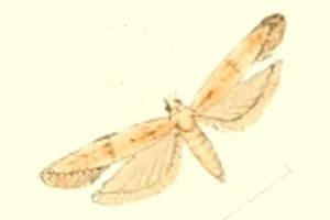 File:Vladimirea glebicolorella.jpg