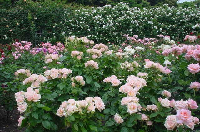 File:Wakamatsu Green Park rose garden.jpg