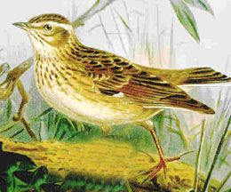 File:Woodlark57.jpg