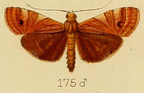 File:175-Talanga exquisitalis (Kenrick, 1907).JPG