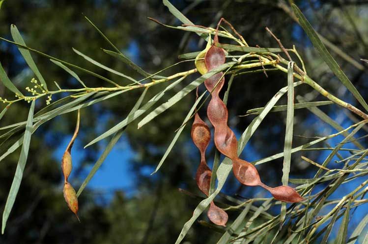 File:Acacia aestivalis pods.jpg